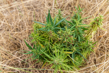 The top of a cannabis bush against the background of dried grass