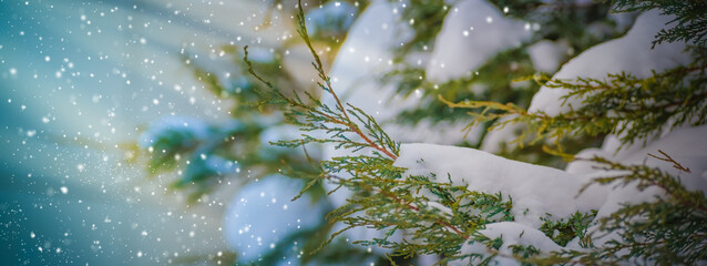 Winter panoramic scenery with snowy branches. Frozen tree branches in winter forest