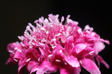 asclepias o milkweed rosa o rosada humedas con rocio, fondo negro
