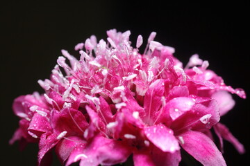 asclepias o milkweed rosa o rosada humedas con rocio, fondo negro