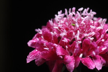 asclepias o milkweed rosa o rosada humedas con rocio, fondo negro
