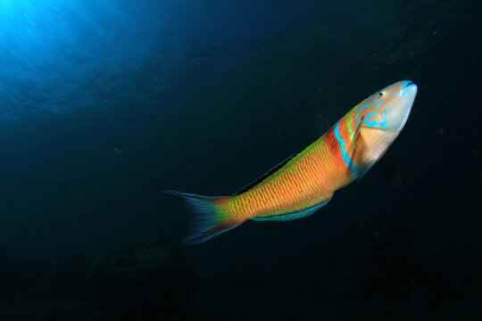 Pejeverde en el azul
