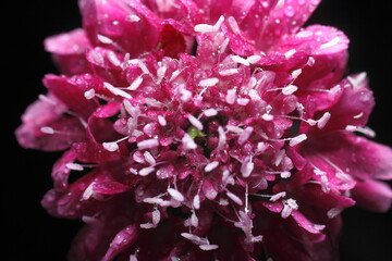 asclepias o milkweed rosadas , foto macro con agua de rocio 