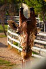 giraffe in zoo