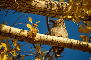 Great horned owl (Bubo virginianus) in cottonwood tree in the fall;  Ft Collins, Colorado