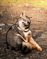 Chilla fox scratching in the alerce andino national park in southern Chile.
