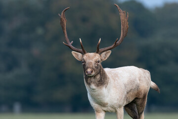 European fallow deer stag (Dama dama) with large antlers looks straight ahead, Norfolk, UK