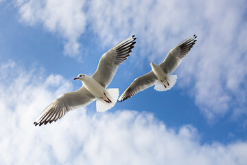 Two seagulls soaring in blue sky. Gulls flying high in cloudless sky
