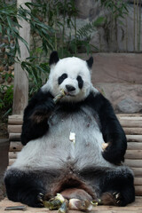 Fototapeta premium Panda Plush Doll Wearing a Santa Hat