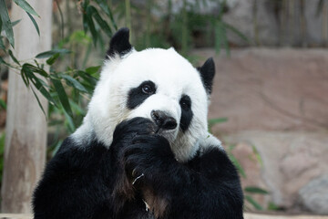 Fototapeta na wymiar Sweet Panda in Thailand, Lin Hui