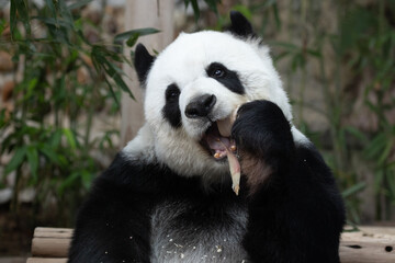 Obraz na płótnie Canvas Funny Pose of a sweet panda while eating Bamboo Shoot