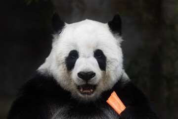 giant panda holding Carrot