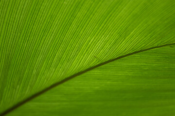 Beauty of Nature, curve of Fresh Green Leaf , showing detail on Texture and Pattern 
