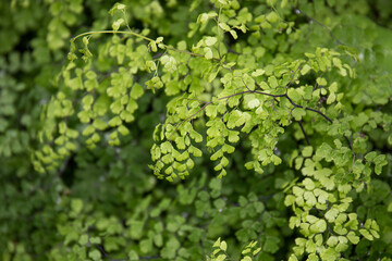 Beauty of Nature, curve of Fresh Green Leaf , showing detail on Texture and Pattern 