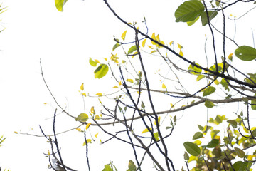 Beauty of Nature, shade and shadow on fresh green leaves 