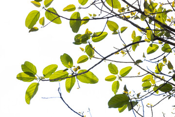 background with leaves