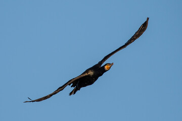 A cormorant is seen flying during an autumn day