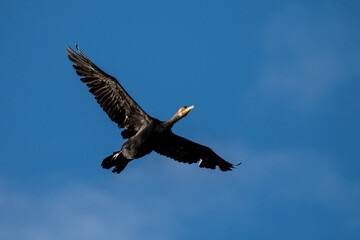 A cormorant is seen flying during an autumn day