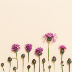 Forest grass and flowers thorn thistle or burdock as stylish botanical background pastel colored