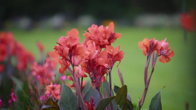 Honey bees flying around red canna lily flowers. Slow motion, shallow depth of field.