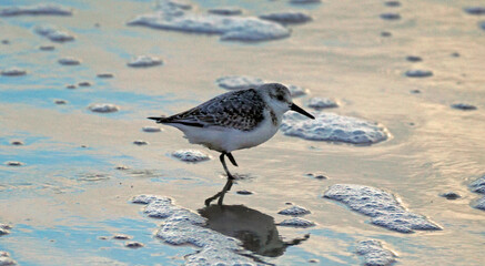 Sanderling
