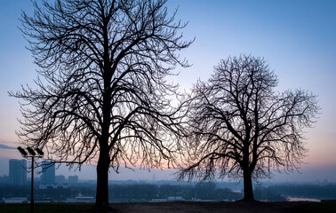 Fototapeta na wymiar Evening view on Sava and Danube river from park Kalemegdan in Belgrade, Serbia. Silhouettes of tree branches on the background of sunset