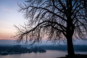 Evening view on Sava and Danube river from park Kalemegdan in Belgrade, Serbia. Silhouettes of tree branches on the background of sunset