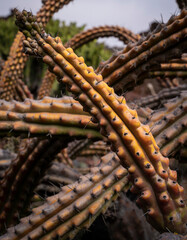 Cactus plants in a garden in Lanzarote