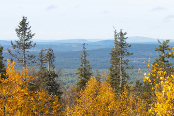 A view to colorful taiga forests and fells in Salla National Park, Northern Finland on a sunny autumn day. 