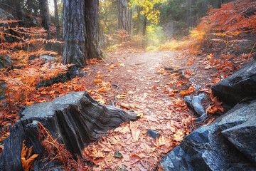 Path among black stump and stones in autumn forest