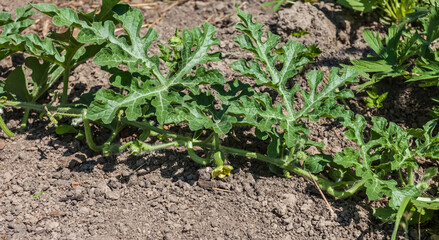 Watermelon plant shoot with flower and ovary close-up on the background of the earth in summer