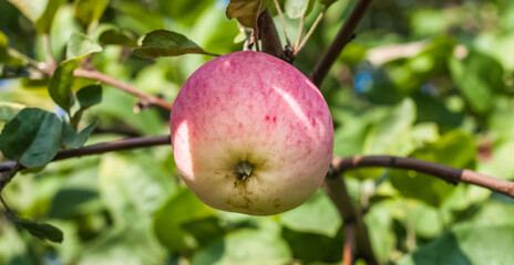 Apple tree fruits close-up on the background of leaves in summer