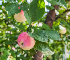 Apple tree fruits close-up on the background of leaves in summer