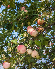 Apple tree fruits close-up on the background of leaves in summer