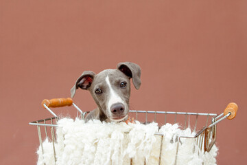 Italian greyhound puppy dog studio pet canine