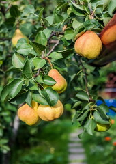 Branches of a pear tree with fruits and leaves close-up in the garden in autumn