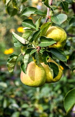 Branches of a pear tree with fruits and leaves close-up in the garden in autumn