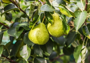 Branches of a pear tree with fruits and leaves close-up in the garden in autumn