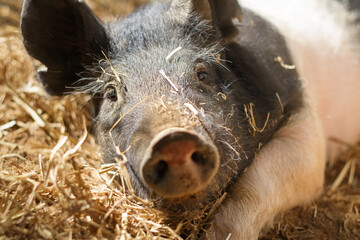 close up of a pig in a farm