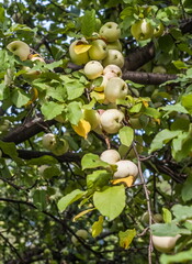 Apple tree fruits on the background of leaves in summer