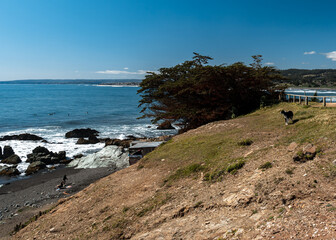 Black dog watching punta de lobos beach with surfers enjoying themselves on the shore on a sunny day.