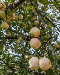 Apple tree fruits close-up on the background of leaves in summer