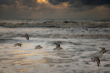 Flock of Sandpiper birds in flight