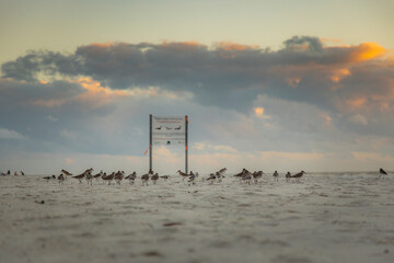 Sandpiper birds on a sandy beach with bird sign in the distance