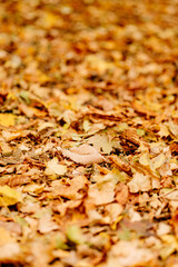 fallen autumn foliation on the ground. walks in the autumn park. 