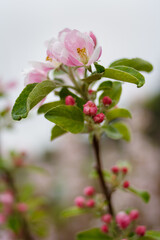 Pink springtime blossoms on an apple tree.