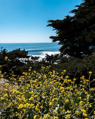 Vegetation on the beach of Punta de Lobos on a sunny day.