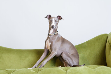 Italian greyhound in studio. cute pet Blue greyhound with no people. Purebred domestic dog posing.
