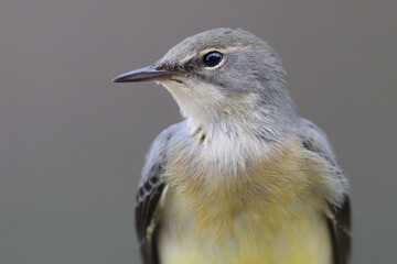 portait de profil d'une bergeronnette des ruisseaux © franck stefanini