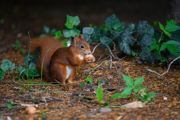 Eichhörnchen